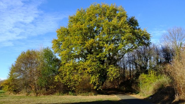 Herbst in Hattrop 2018